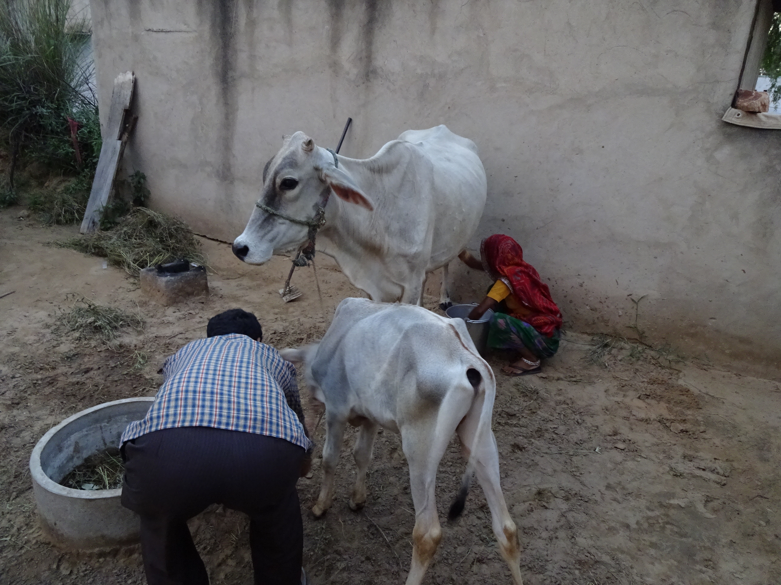 दूद निकाळती लुगाई